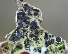 Plectocarpon lichenum thumbnail 3