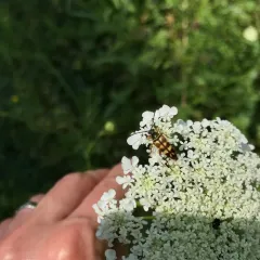 Banded Longhorn Beetle thumbnail 4