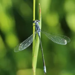 Northern Spreadwing thumbnail 4