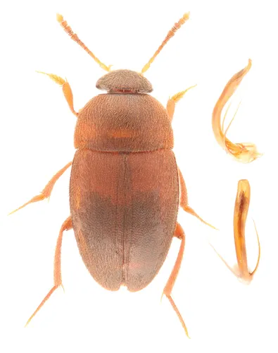 Sciodrepoides terminans