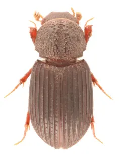 Dialytes striatulus thumbnail 4