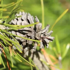 lodgepole pine thumbnail 4