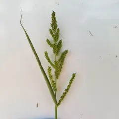 barnyardgrass thumbnail 3