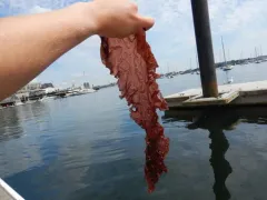 Devil's Tongue Weed thumbnail 4