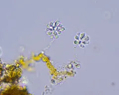 Anthophysa vegetans thumbnail 4