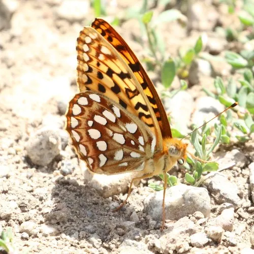 Great Basin Fritillary
