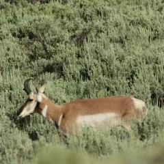 Pronghorn thumbnail 2