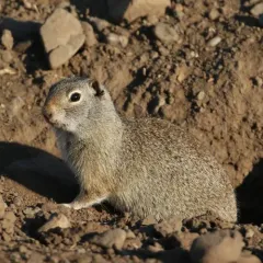 Uinta Ground Squirrel thumbnail 2