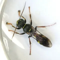 Lestiphorus cockerelli thumbnail 4