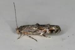 Mompha solomoni thumbnail 3