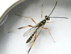 Messatoporus compressicornis thumbnail 4
