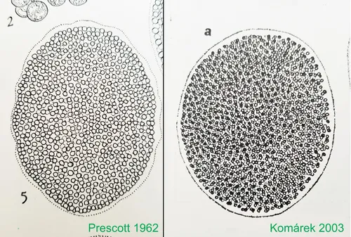 Aphanocapsa incerta