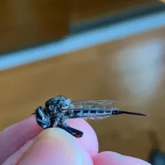 Northeastern Hammertail thumbnail 4