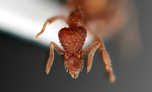 Beautiful Mustache Ant