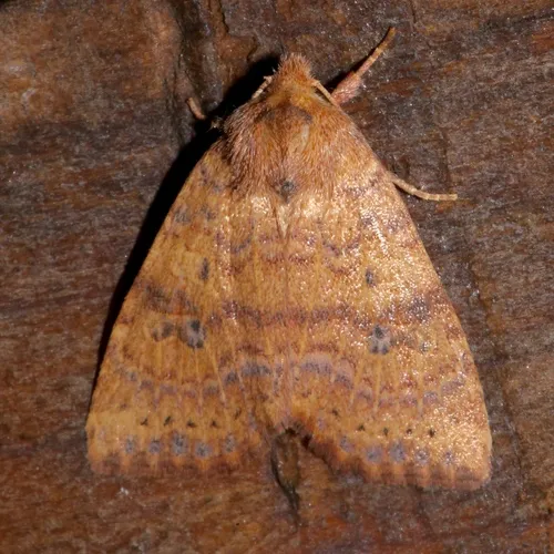 Dotted Sallow