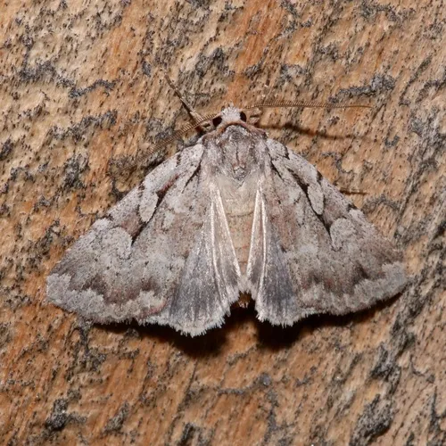 Northern Variable Dart