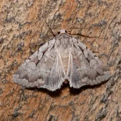 Northern Variable Dart thumbnail 1