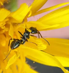 Light Bronze Mound Ant thumbnail 3