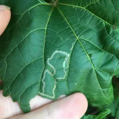 Phyllocnistis vitifoliella thumbnail 2