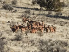 Aoudad thumbnail 1
