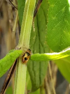 Snow Lady Beetle thumbnail 2