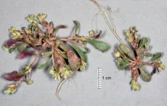 rosy calyptridium thumbnail 3