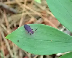 Eropterus trilineatus thumbnail 4