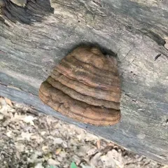 Hoof Fungus thumbnail 4