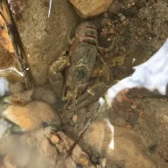 Rusty Crayfish thumbnail 2