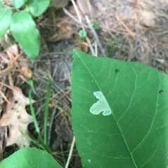 Poison Ivy Leaf-miner Moth thumbnail 4