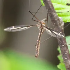 Tipula noveboracensis thumbnail 2