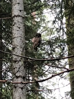 Spotted Owl thumbnail 2