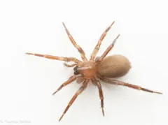 Swollen Meshweaver thumbnail 2