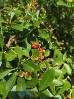 Japanese spindle tree thumbnail 4