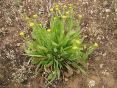 tacky goldenweed thumbnail 3
