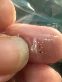 Bicolored Pennant Ant thumbnail 3