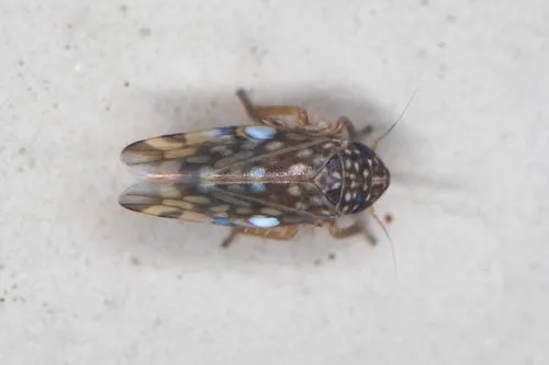 Xestocephalus superbus