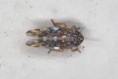 Xestocephalus superbus thumbnail 1