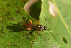 Cratichneumon subfilatus thumbnail 4