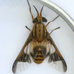 Chrysops flavidus thumbnail 3