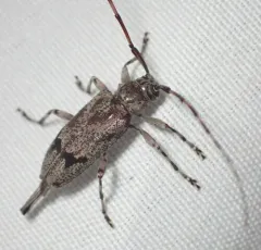 Salt-and-pepper Long-horned Beetle thumbnail 4