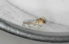 Phyllonorycter argentifimbriella thumbnail 4
