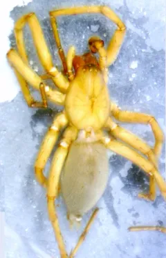 Orodrassus canadensis thumbnail 2