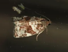 Archips myricana thumbnail 4