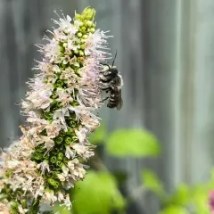 Alfalfa Leafcutter Bee thumbnail 3