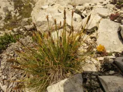 Anderson Sedge thumbnail 2