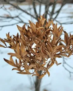 Japanese Tree Lilac thumbnail 2