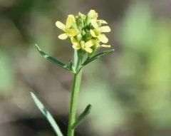 shy wallflower thumbnail 1
