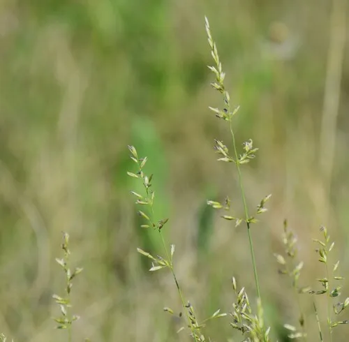 Rough Fescue