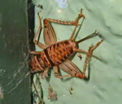 Tropical House Cricket thumbnail 4